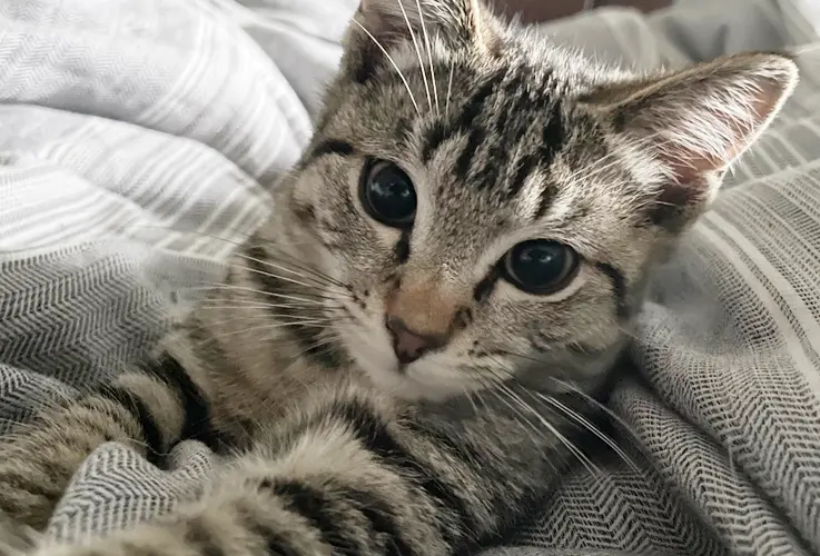 simba relaxing