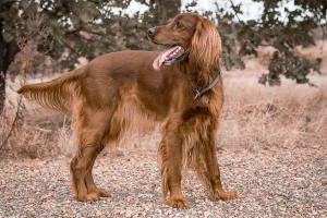 Irish setter outside