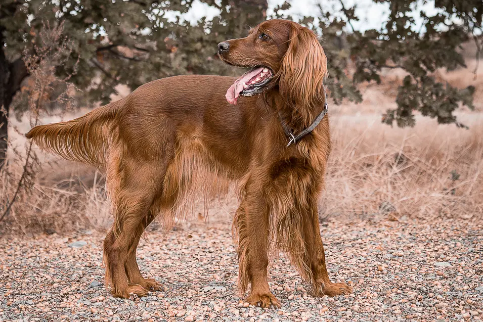 Irish setter outside