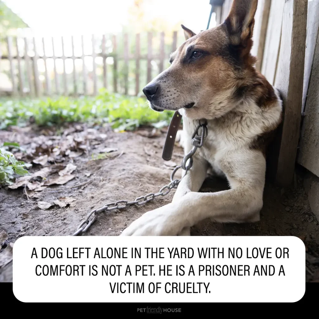 dog chained up in the yard