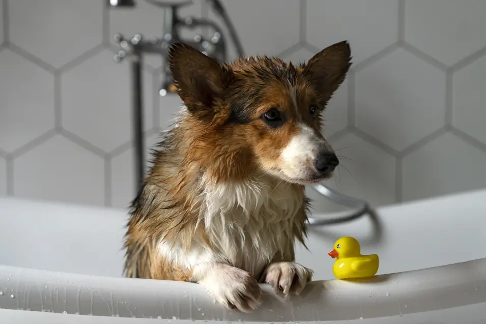 Dog having a bath