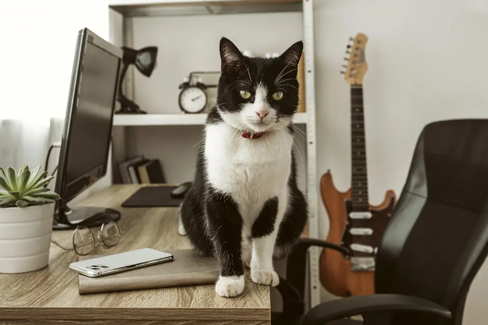 Black and white cat on the desk