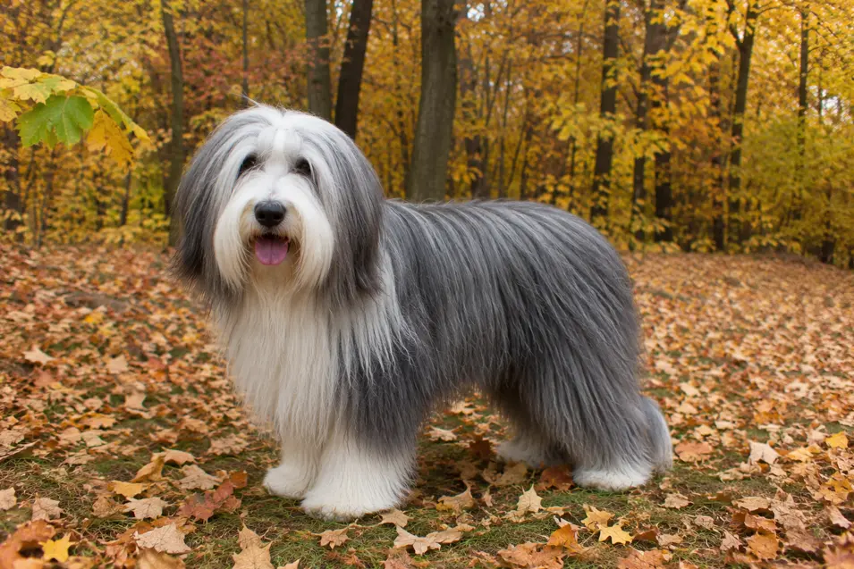 A full-body Bearded Collie stands among colorful autumn leaves, photographed outdoors on an iPhone with soft natural light and a warm fall backdrop.