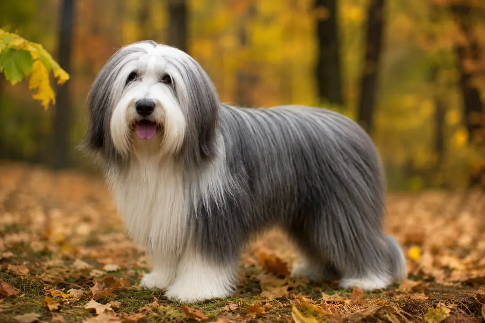 Photographed with a 135mm telephoto lens, this portrait features flattering compression, creamy background bokeh, and crisp detail, making the dog's silky coat stand out against the vibrant autumn forest.