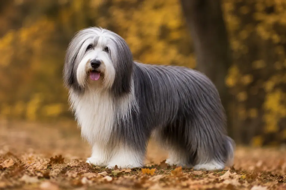 Shot with a 200mm telephoto lens, the Bearded Collie stands in crisp focus as the golden autumn forest melts into soft, creamy background