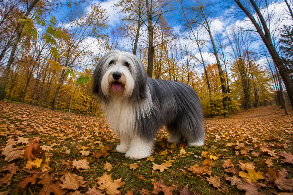 A gray-and-white Bearded Collie photographed with a 24mm ultra wide-angle lens, creating an immersive perspective with dramatic foreground, towering autumn trees, and an expansive woodland backdrop.