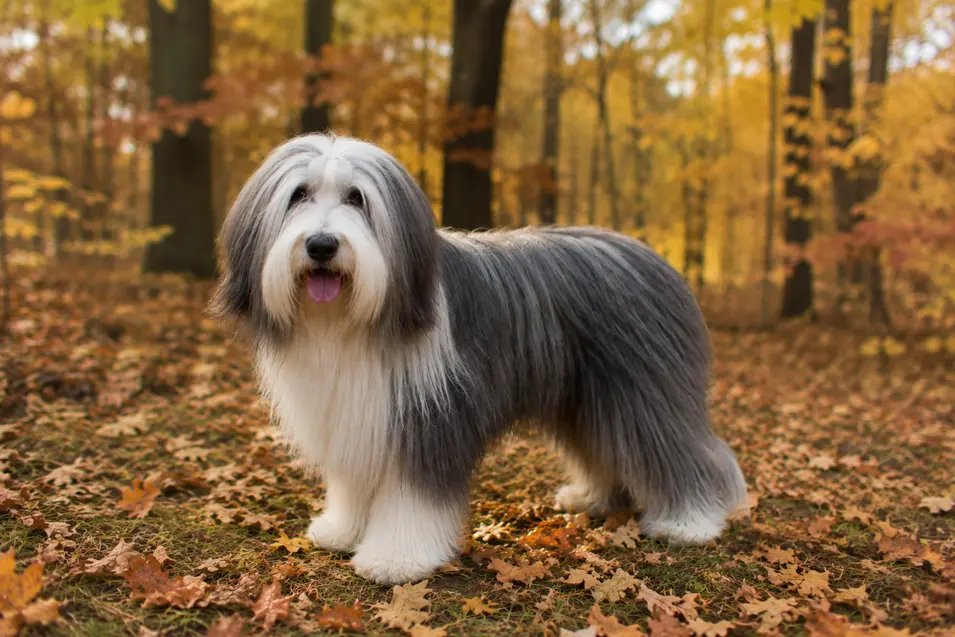 Photographed with a 35mm lens, this image captures a full-body Bearded Collie in a beautiful autumn forest. The moderately wide field of view includes plenty of the golden woodland surroundings while keeping the dog as the clear focal point. The perspective feels natural and immersive, with soft background blur that preserves environmental detail and creates a balanced, storytelling composition.