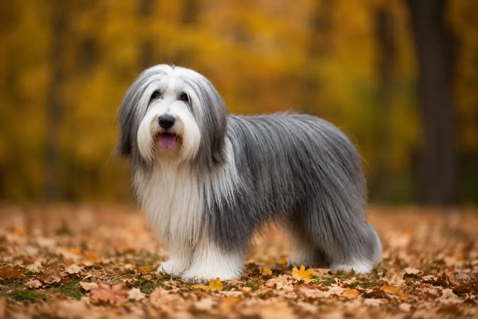 Photographed with a 400mm wildlife lens, the extreme telephoto compression and creamy background blur isolate the Bearded Collie, creating an intimate portrait from a distance.