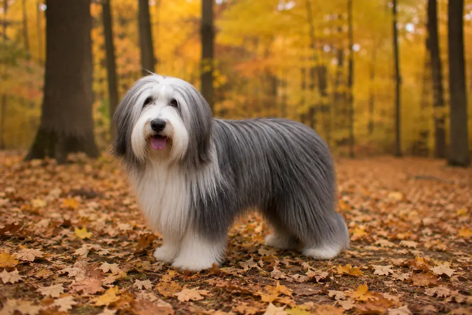 Photographed with a 50mm lens, capturing a natural perspective with sharp subject detail and a softly blurred autumn forest background.