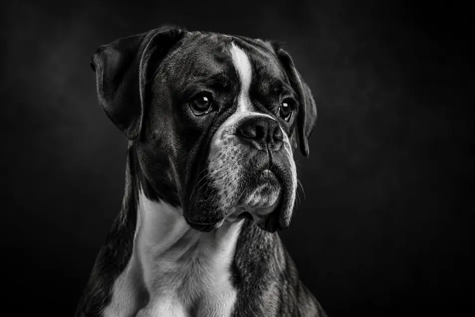 Elegant black-and-white portrait of a Boxer dog with dramatic lighting, rich contrast, expressive eyes, and a timeless fine art photography style.