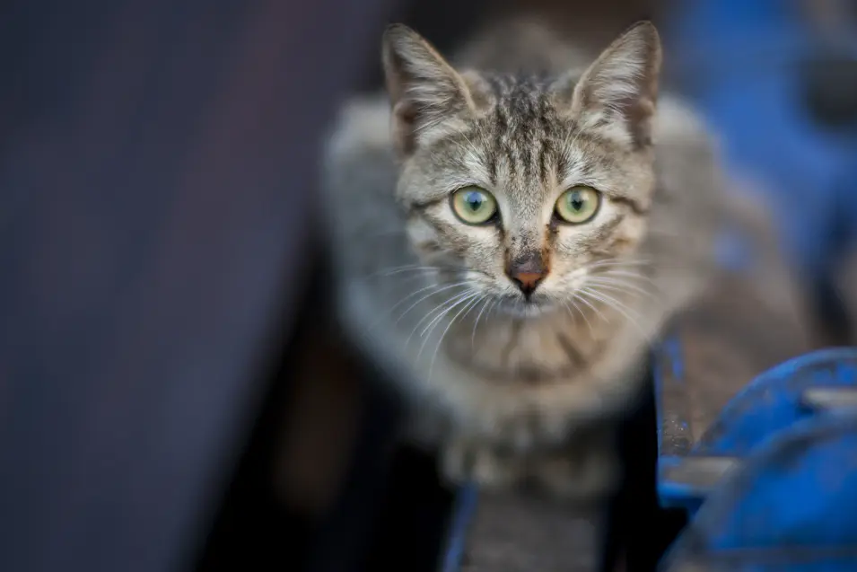 cat in the basement