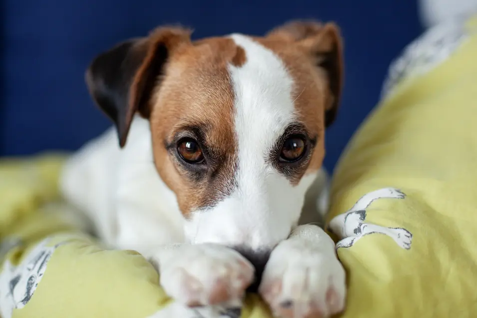 dog on a yellow blanket