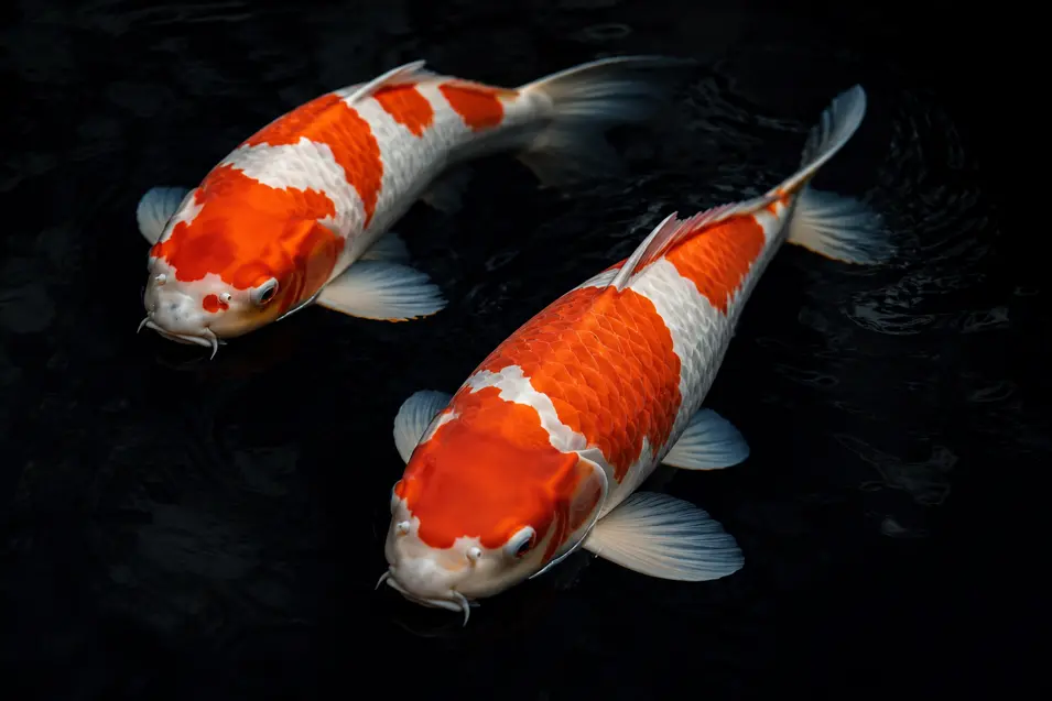 Two elegant orange and white koi glide through deep black water, illuminated by dramatic light with soft ripples, vivid scales, and a minimalist luxury aesthetic.