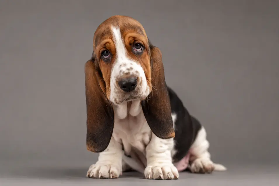 Photorealistic studio portrait of a Basset Hound puppy with soulful eyes, soft lighting, realistic fur, and a beautifully blurred background.
