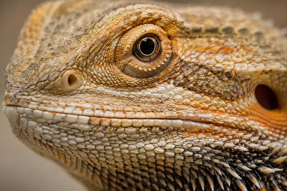 Extreme close-up of a bearded dragon showcasing intricate scales, sharp spines, and a striking eye with beautiful macro detail and soft background blur.
