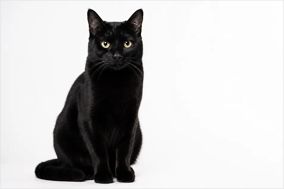 Elegant black cat on a clean white background, photographed with soft diffused lighting in a minimalist editorial style, highlighting sleek fur and striking eyes.