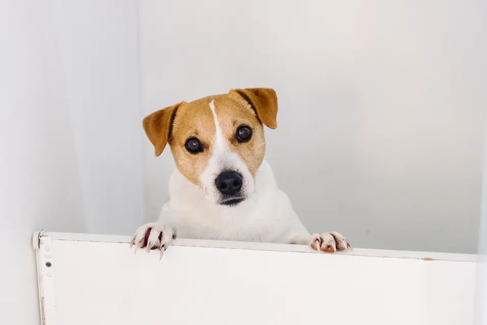 dog in basement