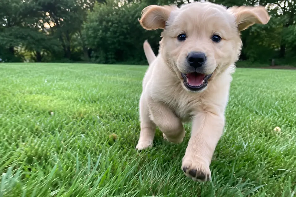 A playful golden puppy runs through lush green grass toward the camera in a simple, candid iPhone-style photo with natural light and a softly blurred background.