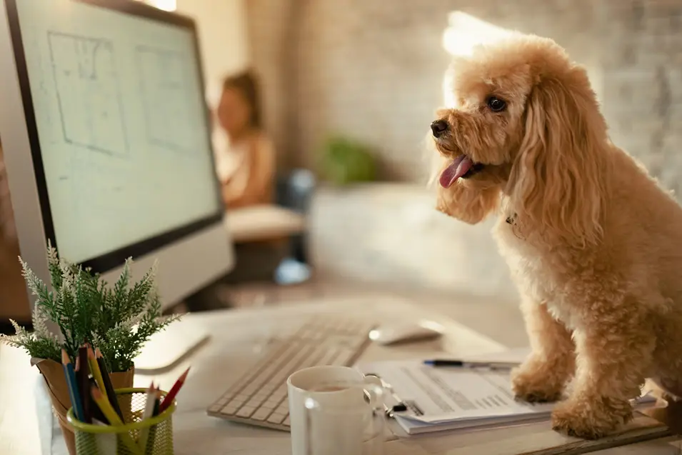 dog on computer desk