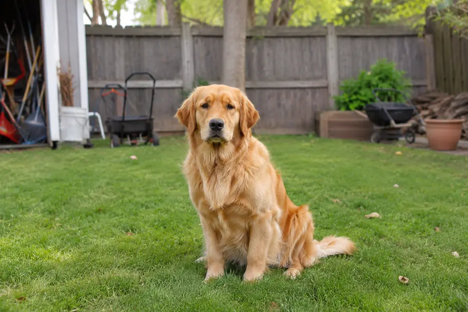 Golden Retriever sits calmly in a backyard facing the camera, with a wooden fence, garden tools, and yard clutter creating a realistic everyday setting.