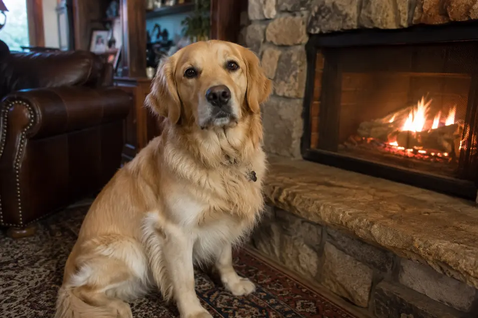 A relaxed golden retriever sits beside a glowing fireplace in a cozy family living room, captured in a simple, natural iPhone-style photo.