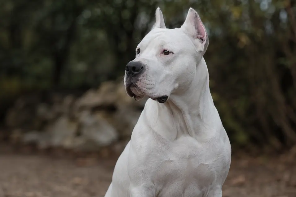 A majestic Dogo Argentino with a powerful, muscular build and pristine white coat, captured at eye level with soft natural light, lifelike detail, and a beautifully blurred background.