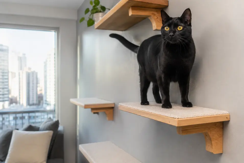 Athletic black cat standing confidently on wall-mounted shelves in a modern apartment, with natural daylight and multiple climbing levels.