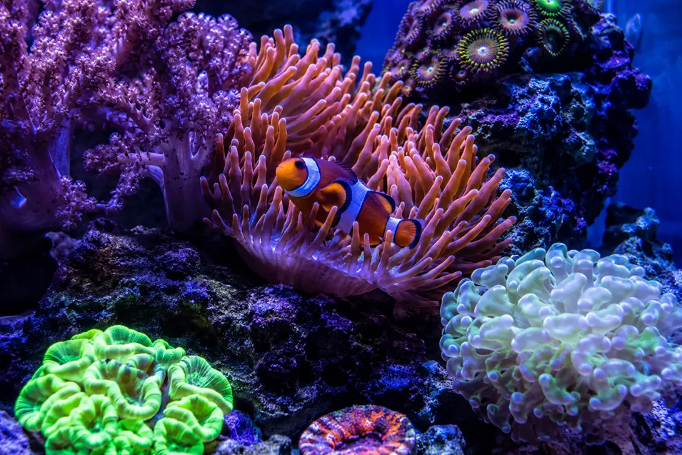 Close-up of a vibrant saltwater reef aquarium with a clownfish nestled in an anemone, surrounded by colorful corals glowing under blue reef lighting.