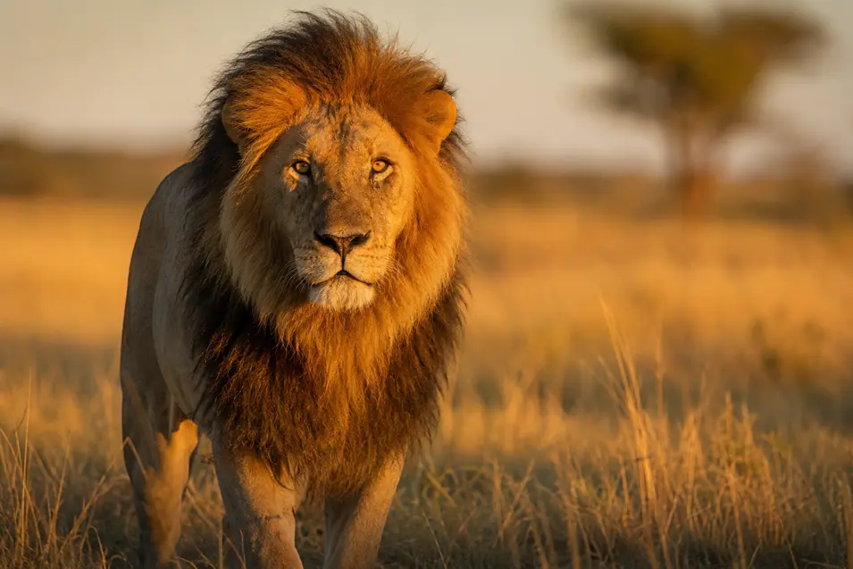 Majestic lion walking through golden savanna at sunset, sharp eyes, rich mane, shallow depth of field, stunning wildlife photography.