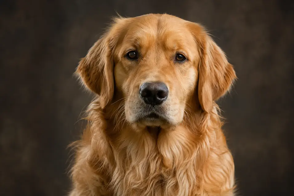 Luxury studio portrait of a Golden Retriever with professional lighting, ultra-detailed fur, shallow depth of field, and a dark blurred background.