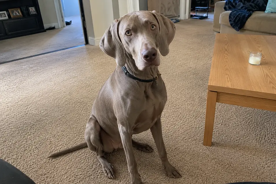 A casual iPhone-style photo of a silver Weimaraner sitting on a beige carpet in a cozy living room, looking curiously at the camera in soft natural light.