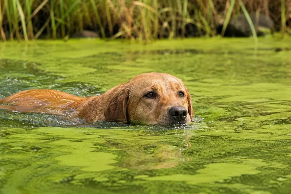 Dog swimming through blue-green algae on a calm pond, highlighting the hidden dangers harmful algal blooms pose to pets in natural freshwater.