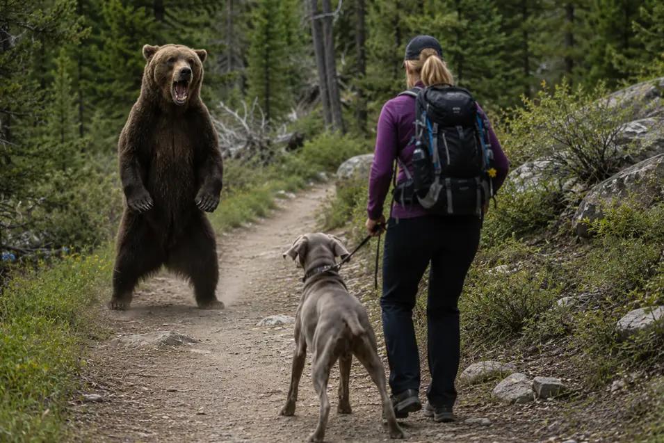 A woman hiking with her Weimaraner freezes as a bear stands upright on the trail, baring its teeth in a clear warning to stay away.