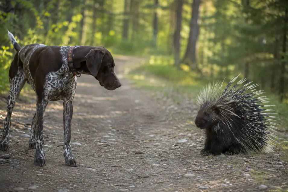 A curious pointer dog and a cautious porcupine face each other on a forest trail, keeping a safe distance in a peaceful woodland setting.