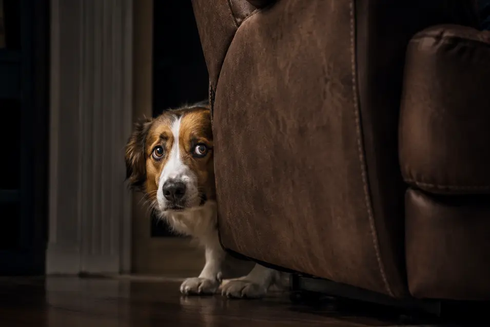 Worried dog peeks from behind a recliner in a dimly lit living room, seeking safety as cinematic lighting highlights its anxious expression.