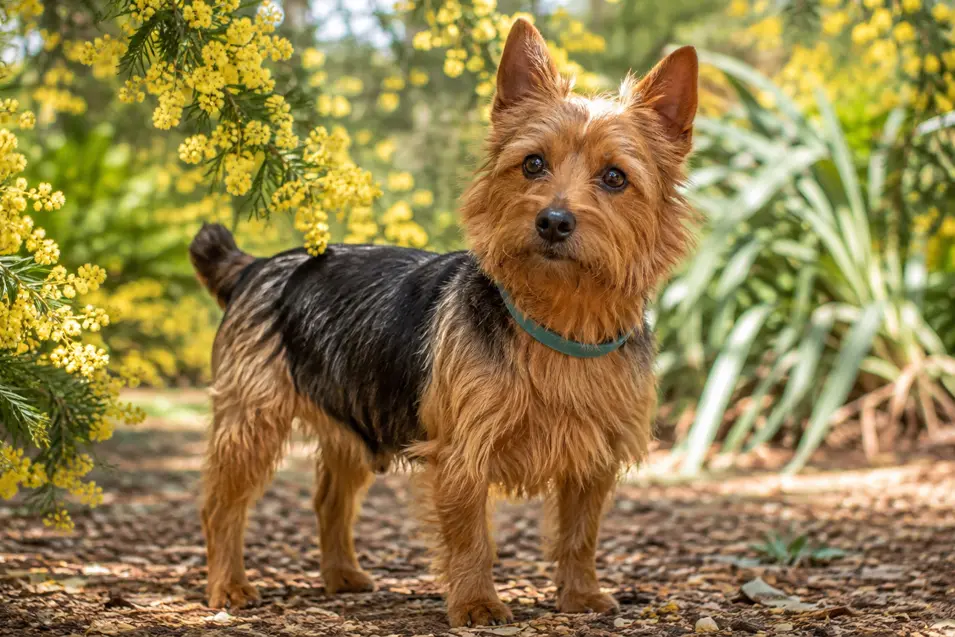 A small, scruffy black-and-tan terrier stands in a sunny garden surrounded by bright yellow blossoms.