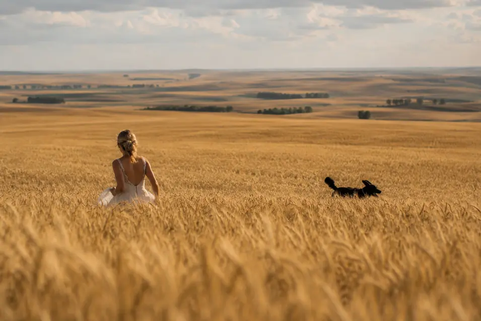 A bride walks through a vast golden wheat field as her black dog bounds freely beside her beneath an expansive country sky.