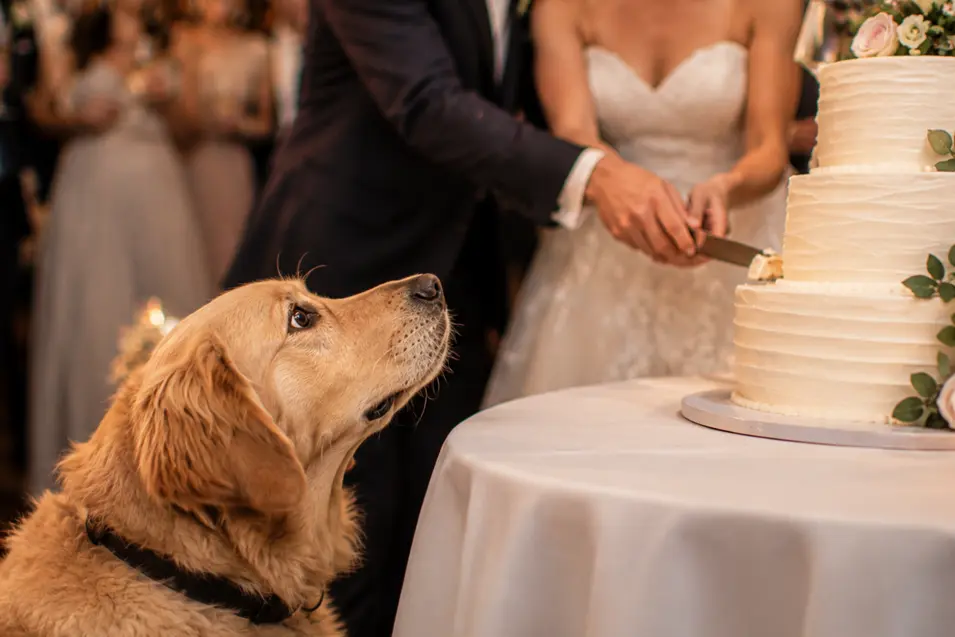 Golden Retriever watches eagerly as a bride and groom cut their elegant floral wedding cake surrounded by smiling guests.