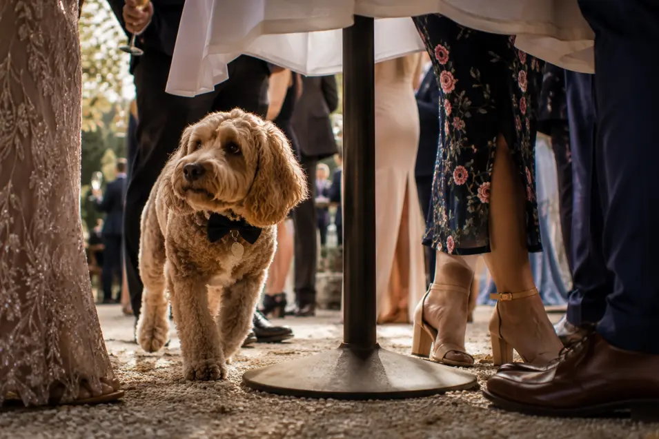 A curious dog in a bow tie wanders beneath a cocktail table among elegantly dressed guests at a warm outdoor wedding reception.