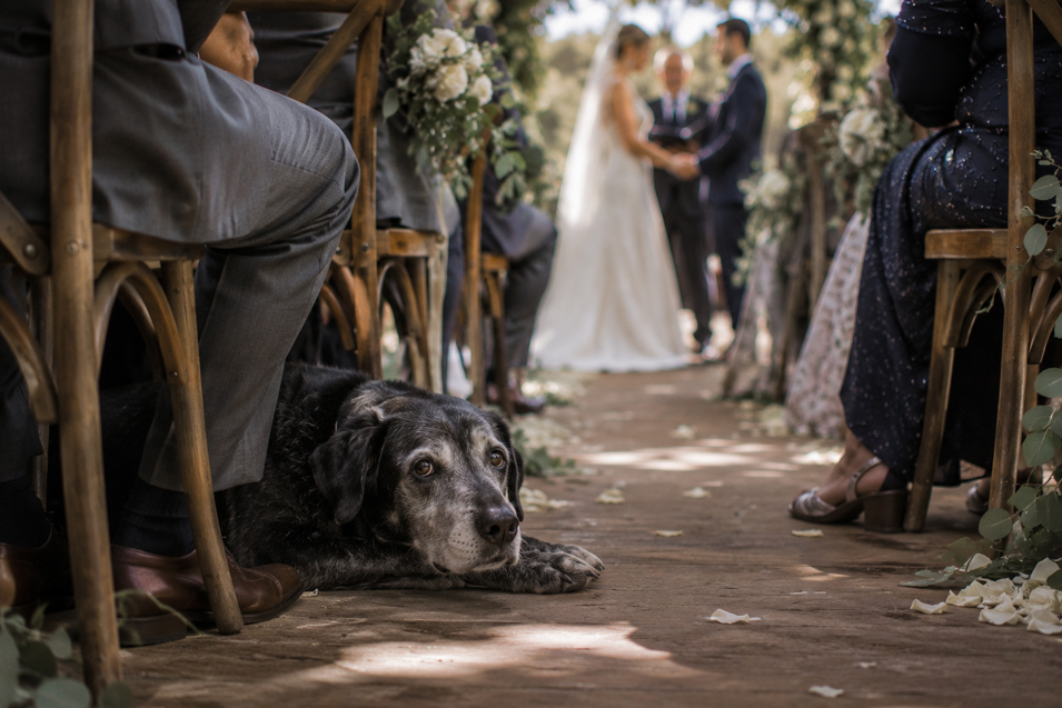 A relaxed dog rests beside the aisle as a couple exchanges vows during an intimate, flower-filled outdoor wedding ceremony.