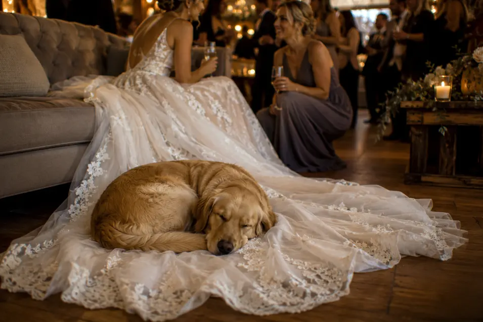Golden Retriever sleeps peacefully on the bride’s lace train as wedding guests mingle at a warmly lit reception.