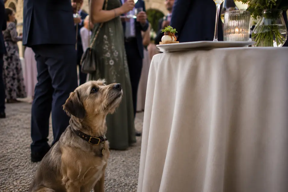 A hopeful dog gazes up at an appetizer on a cocktail table while elegantly dressed guests mingle at an outdoor wedding reception.