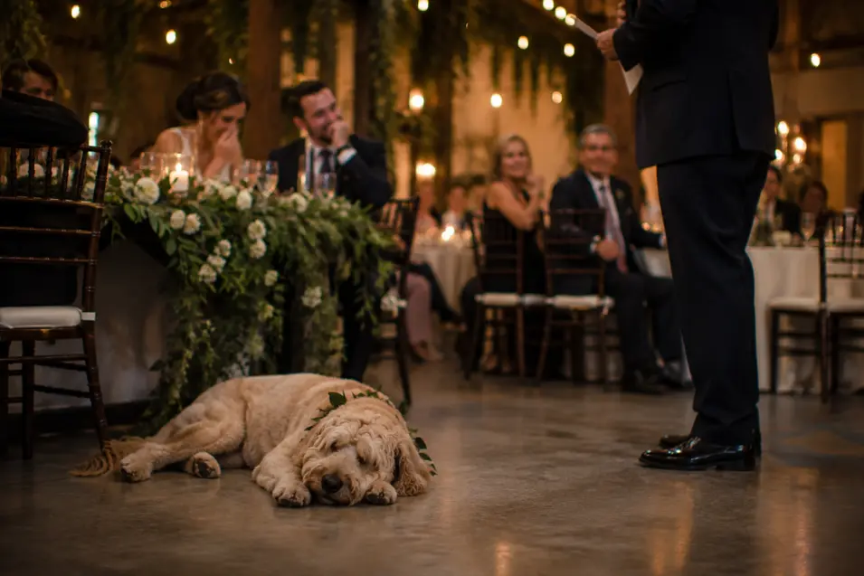 A sleepy dog dozes beside the wedding table while guests listen to a speech beneath warm string lights.