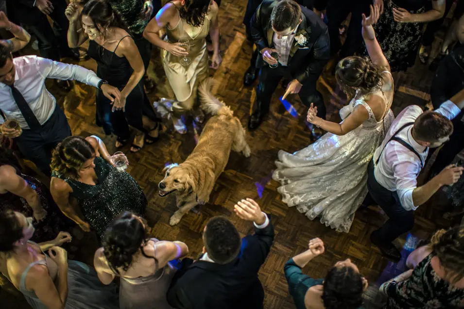 A dog joins the celebration on a crowded wedding dance floor as the bride and guests dance around it.