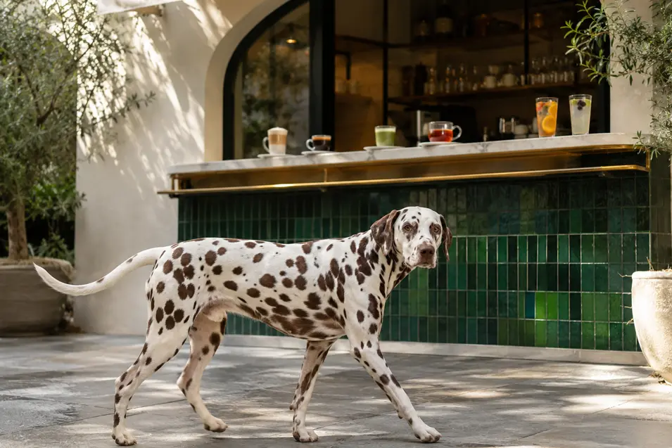A Dalmatian strolls past a stylish outdoor café bar lined with coffee, tea and fruit-infused drinks amid sunlit olive trees.