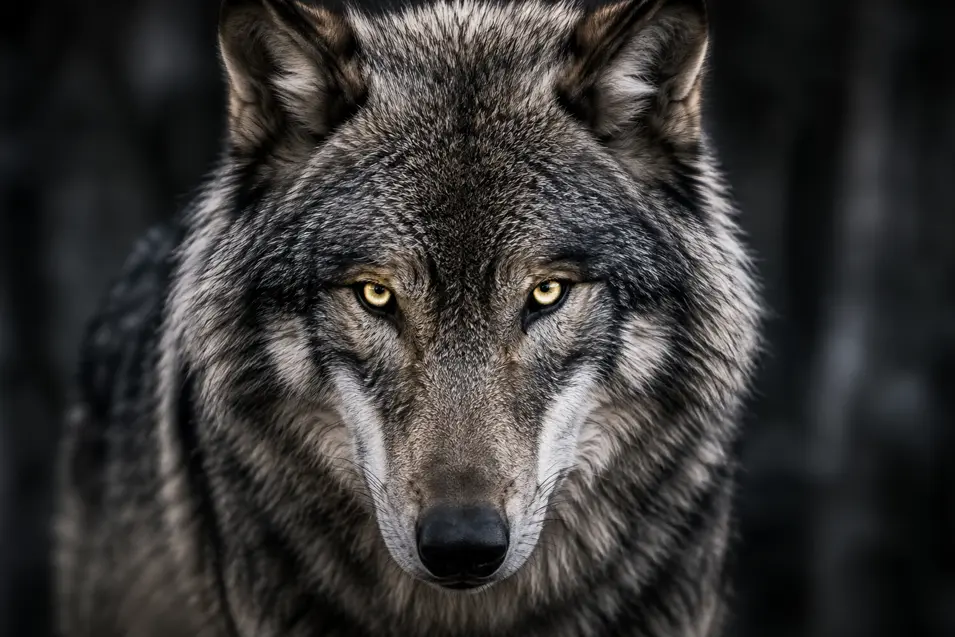 A powerful gray wolf stares directly into the camera, its piercing golden eyes framed by thick silver and charcoal fur.